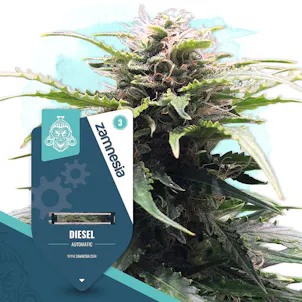 Photo of Diesel Automatic by Zamnesia Seeds
