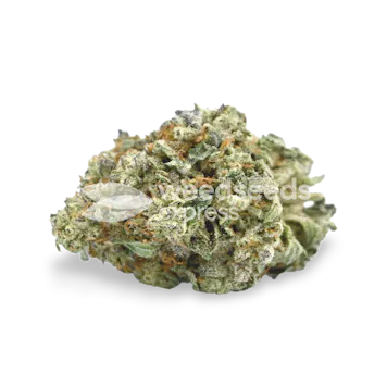 Photo of Hindu Kush Autoflower Seeds