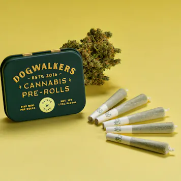 Photo of Jack Herer Mini Dog Play Pre-Rolls 1.75g 5-pack