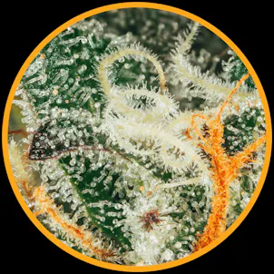 Photo of Orange Tingz AAAA (0.5g) Pre-Rolls x 3