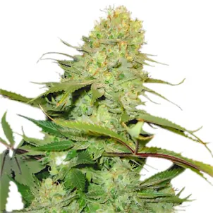 Photo of Cheese Feminized