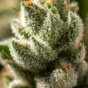 Photo of Kosher Kush