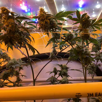 Photo of Habitat420 Grow Light. THE BEST, MOST EFFICIENT 100W BROAD SPECTRUM GROW LIGHT. NOT BURPLE!