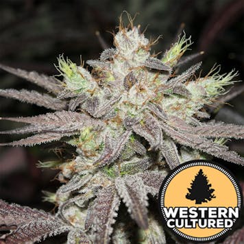 Photo of Cascade Connie