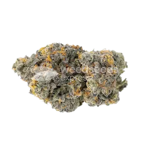 Photo of Gary Payton Feminized Seeds