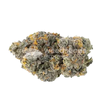 Photo of Gary Payton Feminized Seeds