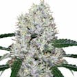 Product image for Purple Kush Marijuana Seeds By TheSeedPharm.com