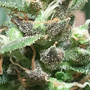 Photo of Black African Magic Seeds