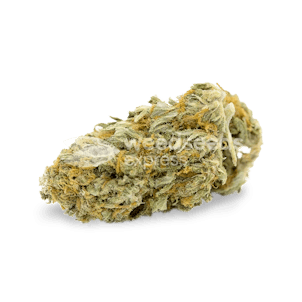 Photo of Cheese Autoflower Seeds