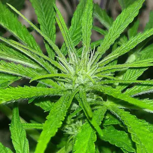 Photo of Deep Mandarine