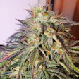 Product image for OG Kush Breath Auto Fem Seeds