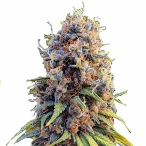 Photo of Runtz Feminized
