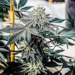 Photo of NOX Cookies Seedless