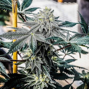 Photo of NOX Cookies Seedless