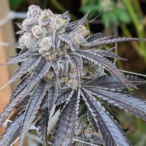 Photo of Purple Gelato Feminized