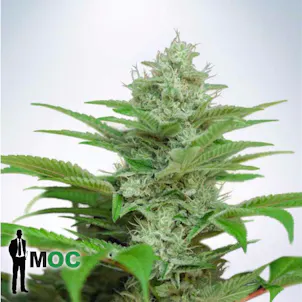 Photo of Auto CBD Star Feminized