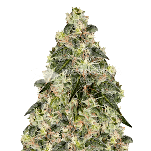 Photo of XJ-13 Feminized Seeds