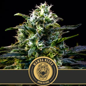 Photo of MAMBA NEGRA