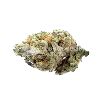 Photo of Death Star Feminized Seeds