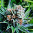 Product image for Blue Dream feminized seeds x5