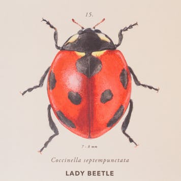 Photo of Beneficial Insects of the Cannabis Garden Print / Poster