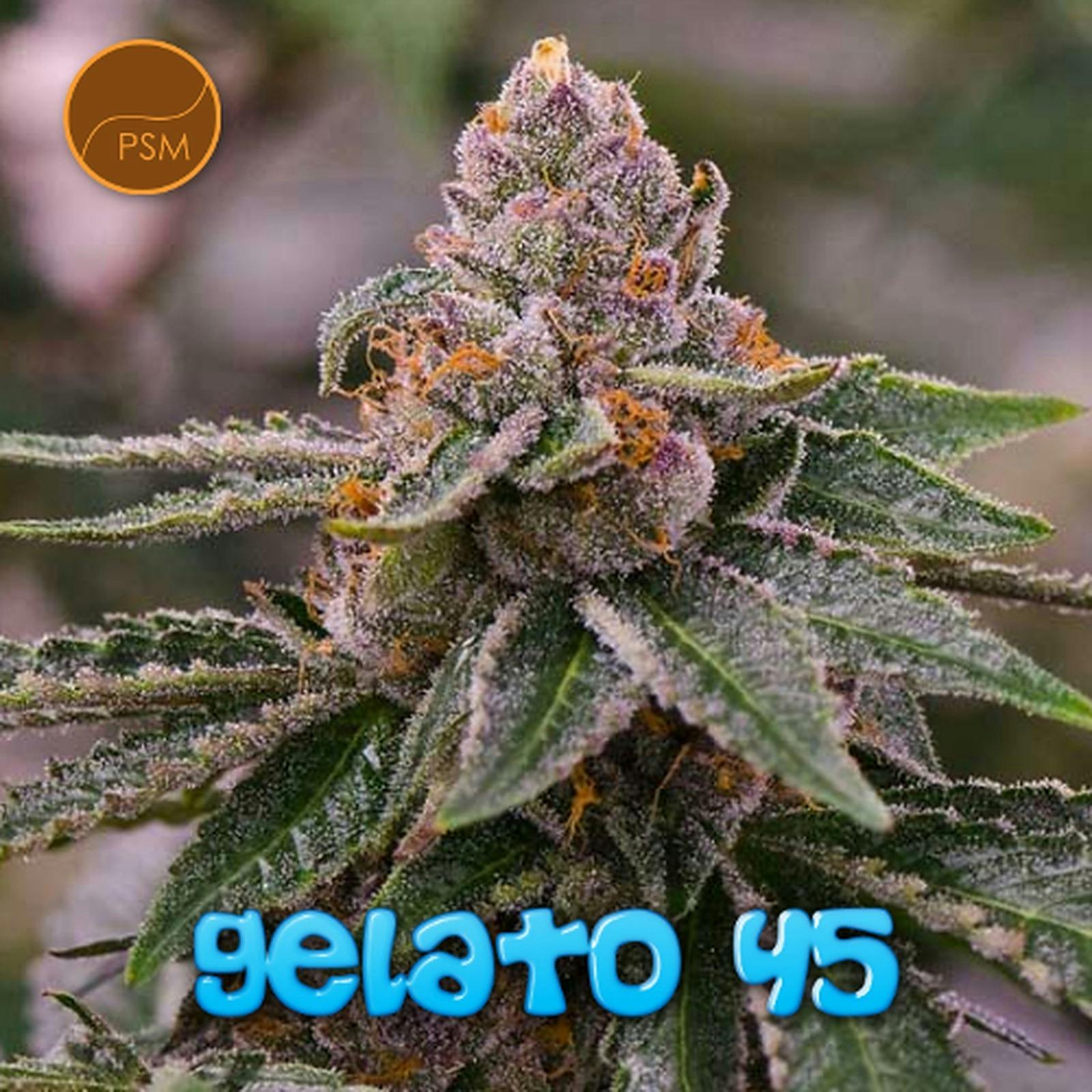 Premium Seed Market Gelato 45 (feminized) Leafly