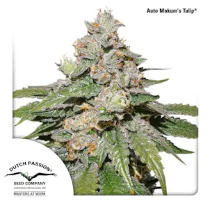 Photo of Auto Mokum’s Tulip