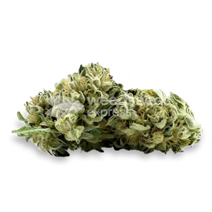 Photo of MAC 1 Feminized Seeds