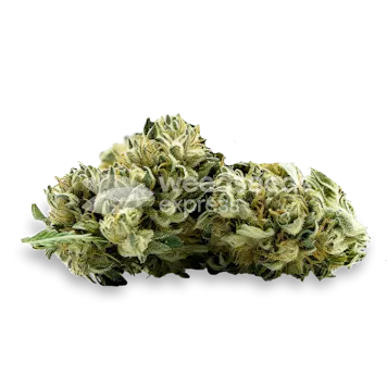 Photo of MAC 1 Feminized Seeds