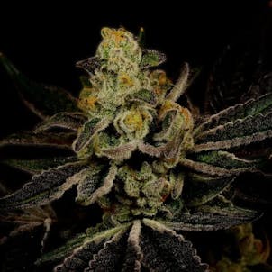 Photo of Power Plant Autoflower