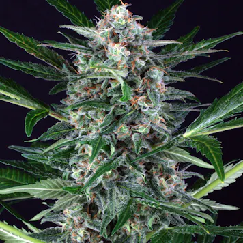 Photo of AUTO WAPPA