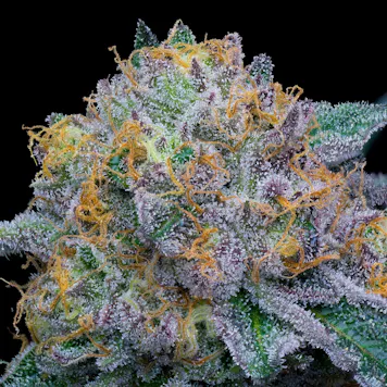 Photo of Anti-Chad Larusso