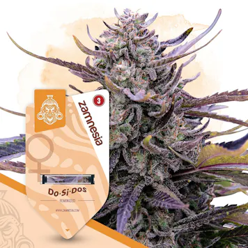 Photo of Do-Si-Dos Feminized by Zamnesia Seeds