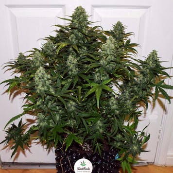 Photo of Mexican Airlines