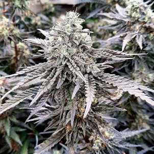 Photo of Cement Shoes Feminized