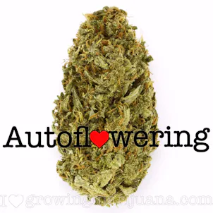 Photo of Amnesia Haze (autoflowering) seeds