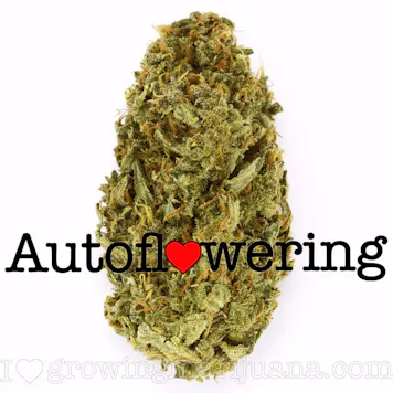 Photo of Amnesia Haze (autoflowering) seeds