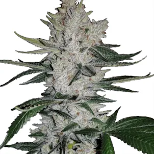 Photo of Gorilla Glúe by ILGM (fem) seeds