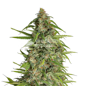 Photo of Runtz Feminized Seeds
