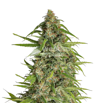 Photo of Runtz Feminized Seeds
