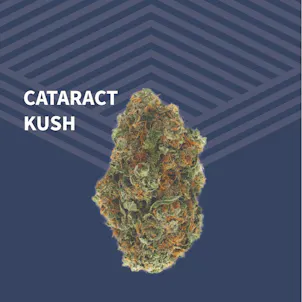 Photo of Cataract Kush