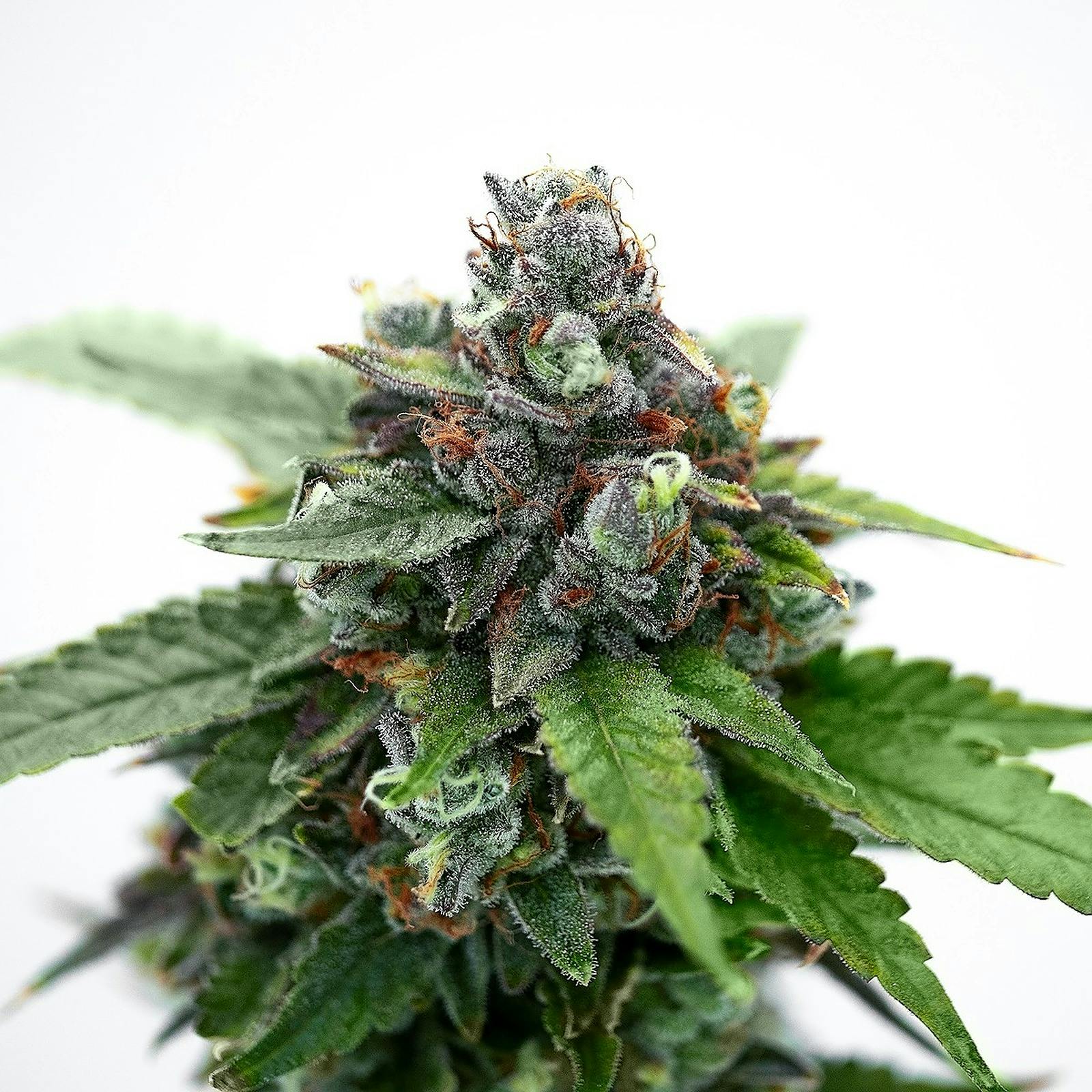 Good Day Farm Good Day Farm Black Cherry OG Flower 3.5g Leafly