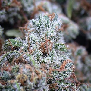 Photo of Electric Velvet