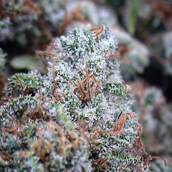 Photo of Electric Velvet