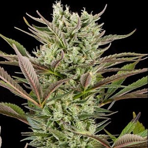 Photo of ATOMIC CHEESE Fem Seeds