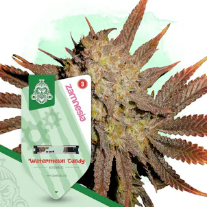 Photo of Watermelon Candy Automatic by Zamnesia Seeds