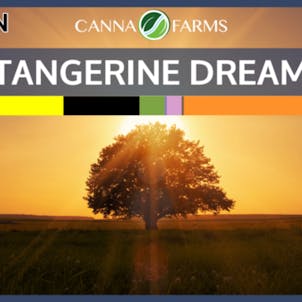Photo of Tangerine Dream