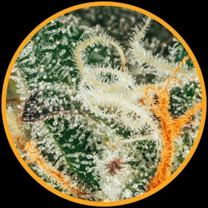 Photo of Orange Tingz 3.5g Dried Cannabis