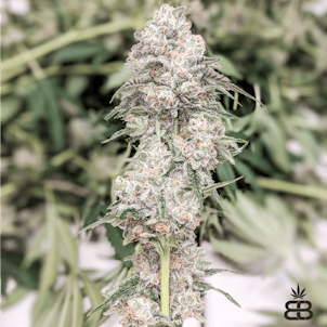 Product image for Jungle Jam