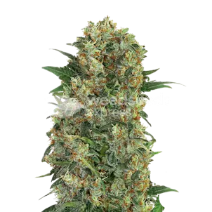 Photo of Master Kush Feminized Seeds